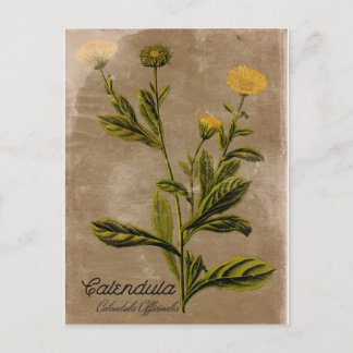 Cartão postal da flor de calêndula em estilo vinta