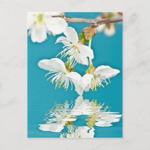 Cartão postal da flor de cerejeira