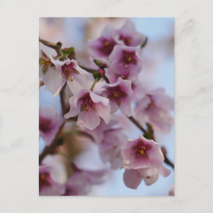 Cartão postal da flor de cerejeira rosa