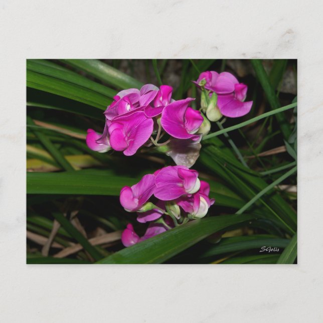 Cartão Postal da Flor de Ervilha Doce (Frente)