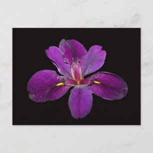 Cartão Postal da Flor de Íris Louisiana Gamecock
