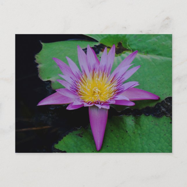Cartão postal da flor de lótus roxa com folha de n (Frente)