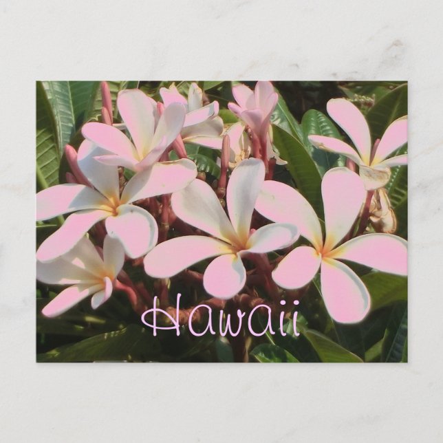 cartão postal da flor de plumeria rosa do Havaí (Frente)