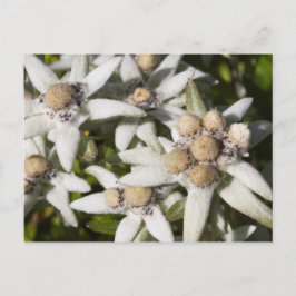 Cartão postal da flor Edelweiss branca
