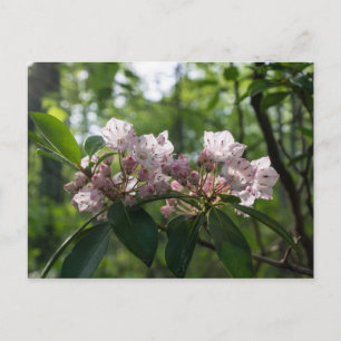 Cartão postal da flor selvagem Mountain Laurel