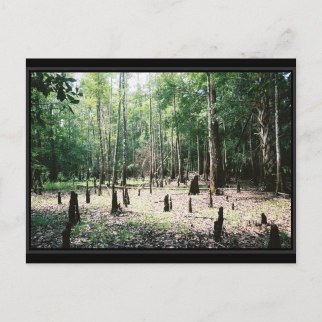 Cartão postal da Flórida (Frente)