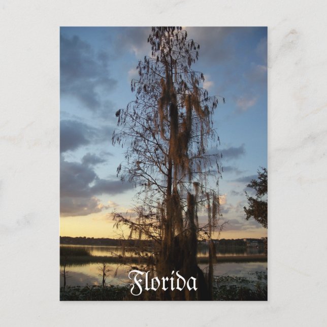 Cartão postal da Flórida (Frente)