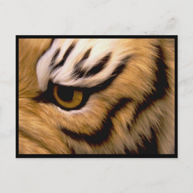 Cartão postal da foto do tigre (Frente)