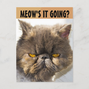 CARTÃO POSTAL DA FUNNY CAT PERSIAN