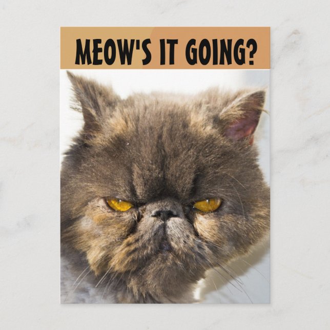 CARTÃO POSTAL DA FUNNY CAT PERSIAN (Frente)