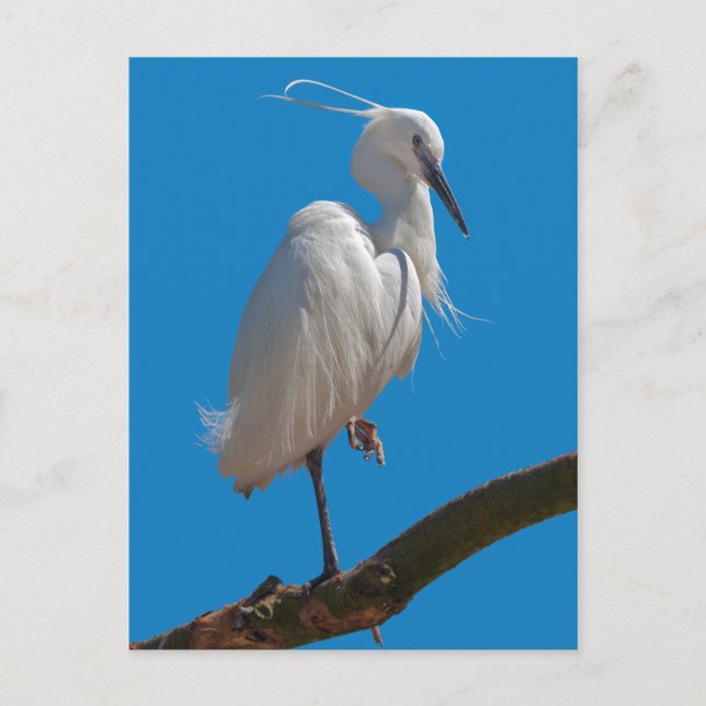 Cartão Postal da Garça Branca Pequena (Frente)