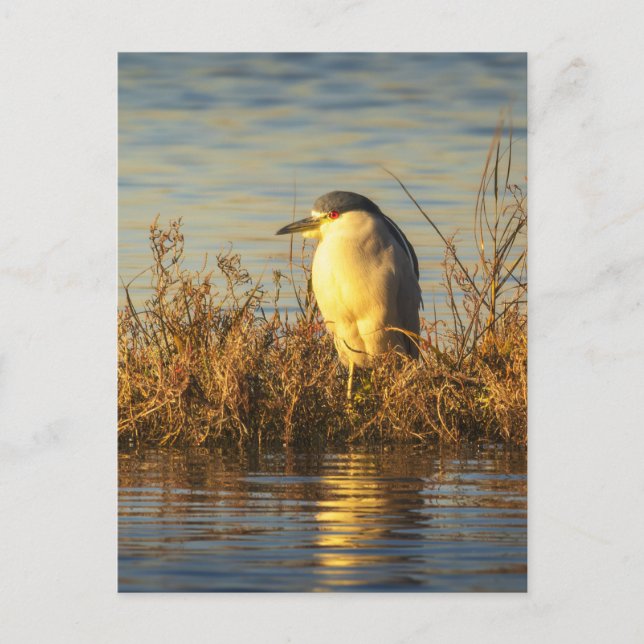 Cartão Postal da Garça Noturna | Vida Selvagem do  (Frente)