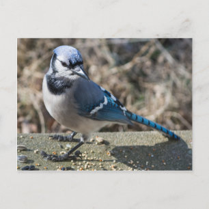 Cartão postal da Gralha-azul