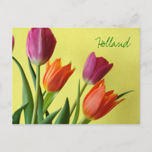 Cartão postal da Holanda, Tulipas