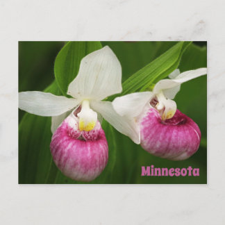 Cartão Postal da Lady Slipper