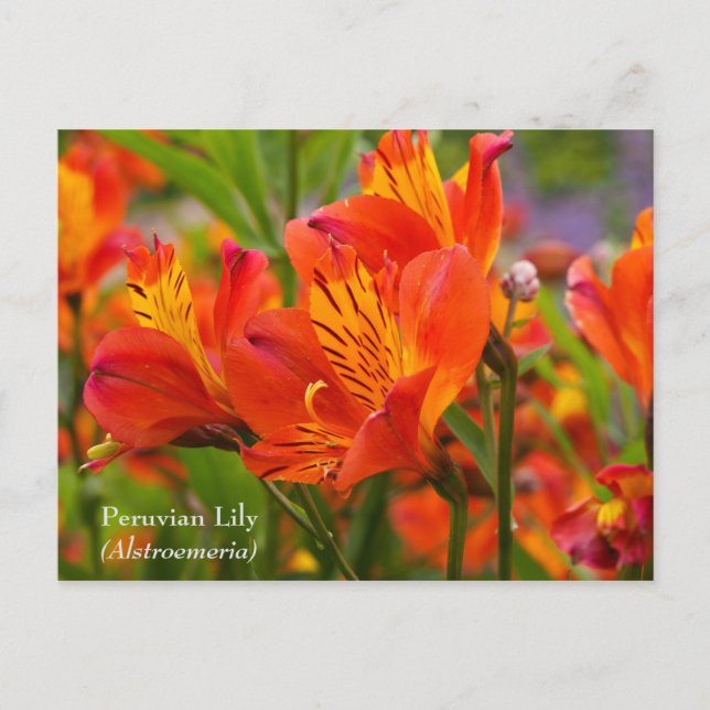 Cartão postal da Lírio Peruana (Alstroemeria) (Frente)