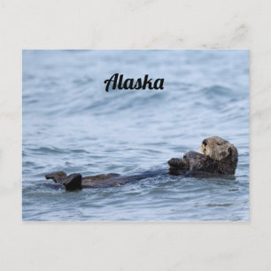Cartão postal da lontra