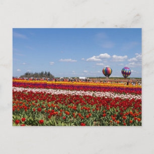 Cartão Postal da Loucura das Tulipas