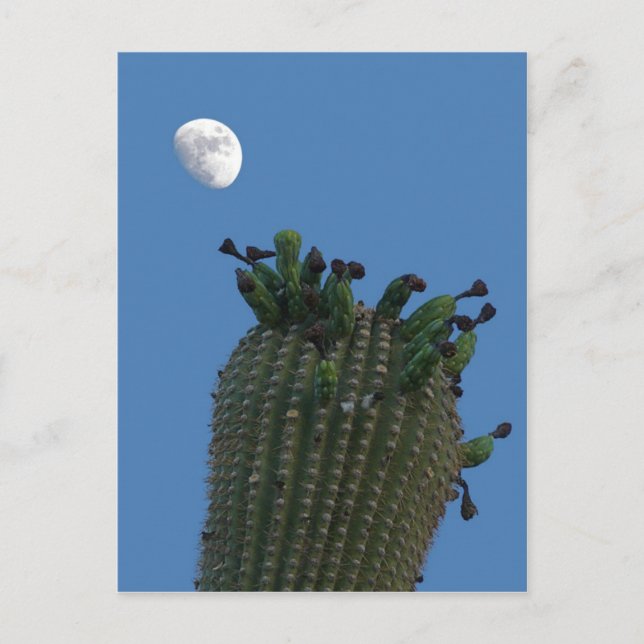 Cartão postal da Lua Saguaro (Frente)