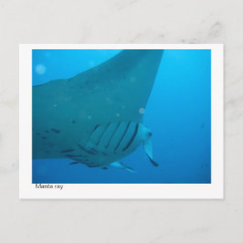 cartão postal da manta ray - 02