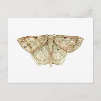 Cartão postal da Moth
