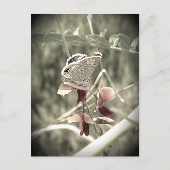 Cartão postal da Moth (Frente)