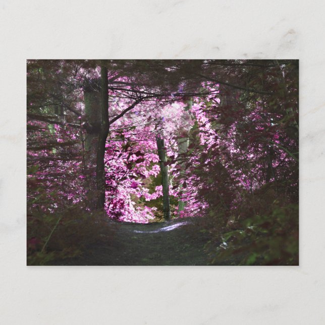 Cartão postal da natureza com luz no caminho (Frente)