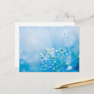 Cartão postal da natureza da flor silvestre azul s
