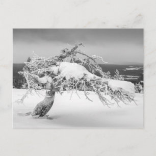 Cartão postal da natureza de inverno finlandesa