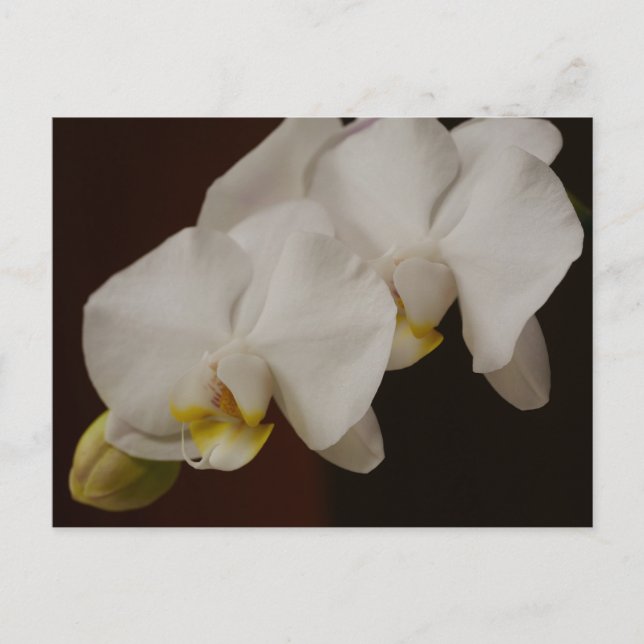 Cartão postal da Orquídea Branca (Frente)