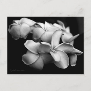 Cartão postal da Plumeria.