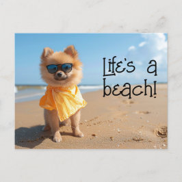 Cartão postal da Pomerânia Puppy vestindo óculos s