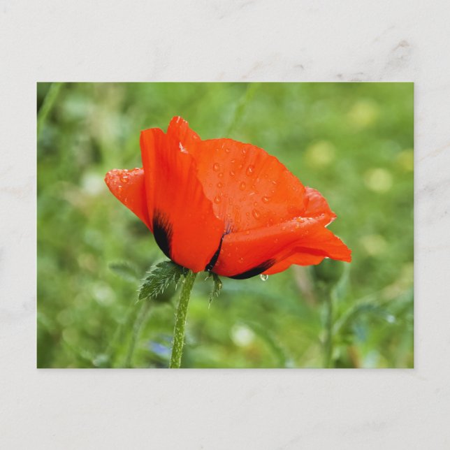 Cartão Postal da Poppy (Frente)