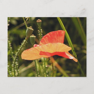 Cartão Postal da Poppy