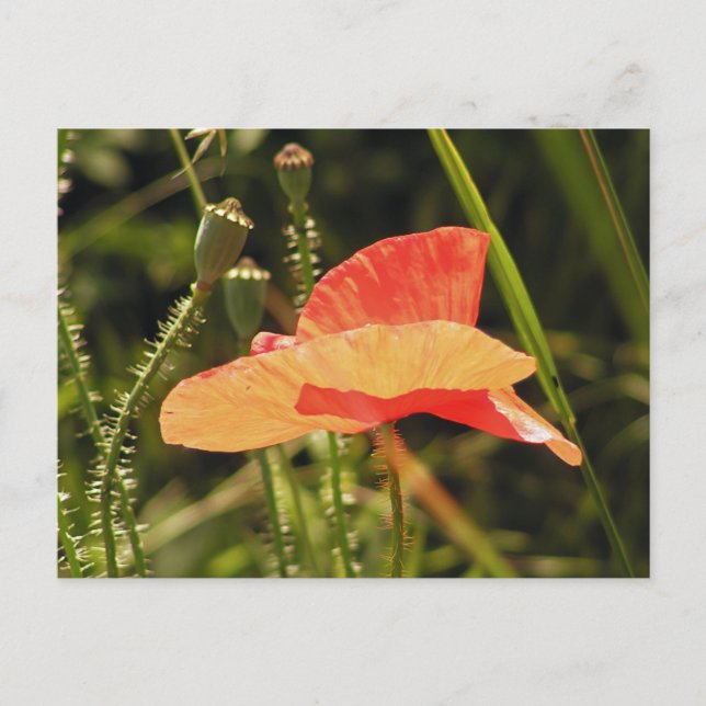 Cartão Postal da Poppy (Frente)