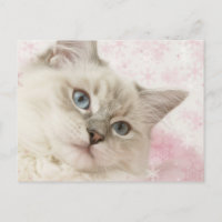 cartão postal da ragdoll