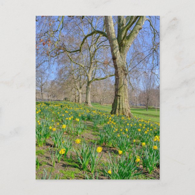 Cartão postal da Rua James's Park London UK (Frente)