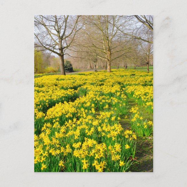 Cartão postal da Rua James's Park London UK (Frente)