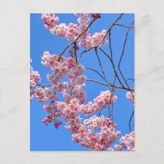 Cartão postal da Rua James's Park London UK (Frente)