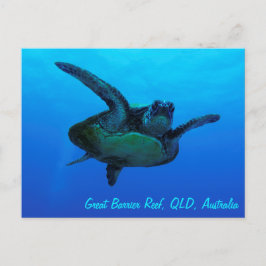 Cartão Postal da Tartaruga Marinha Bico de Falcão