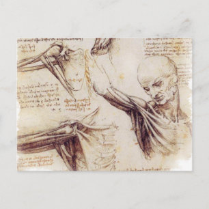 Cartão Postal da Vinci -- Shoulder Sketch