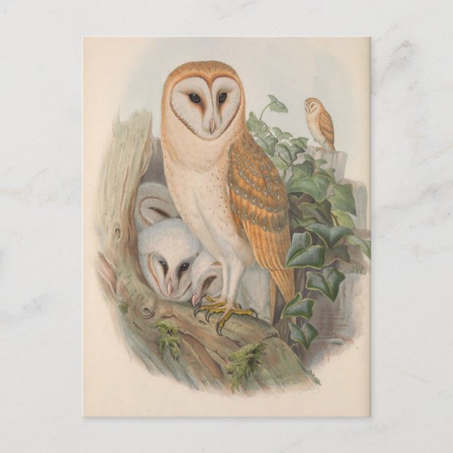 Cartão postal da Vintage Barn Owl Bird (Frente)