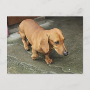 Cartão Postal Dachshund