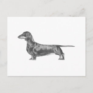 Cartão Postal Dachshund