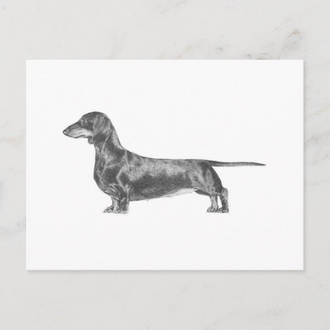 Cartão Postal Dachshund (Frente)