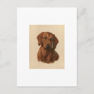 Cartão Postal Dachshund