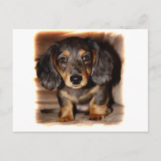 Cartão Postal Dachshund