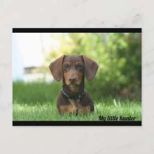 Cartão Postal Dachshund