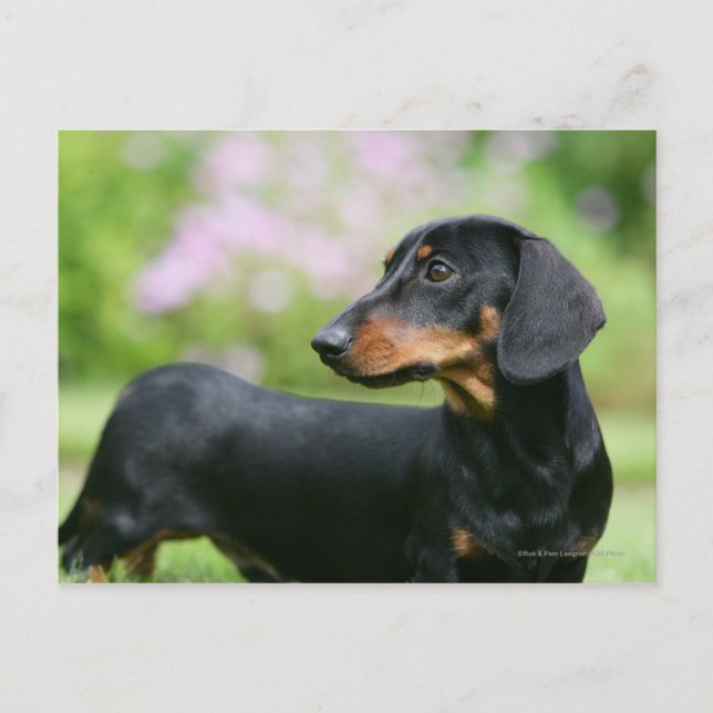 Cartão Postal Dachshund 2 para Mídia Negra (Frente)