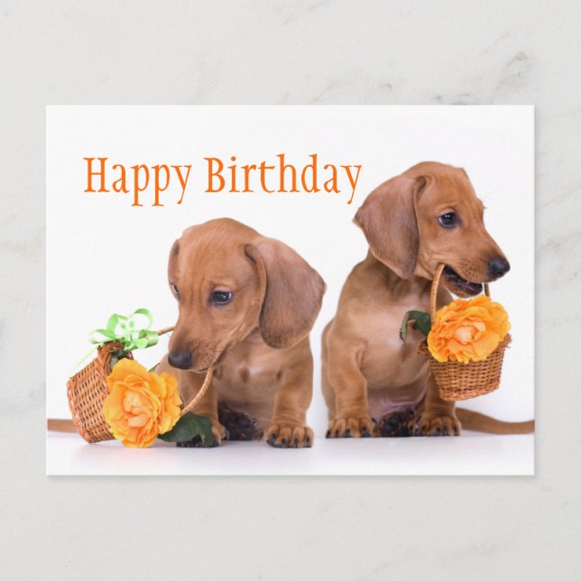 Cartão Postal Dachshund Birthday (Frente)